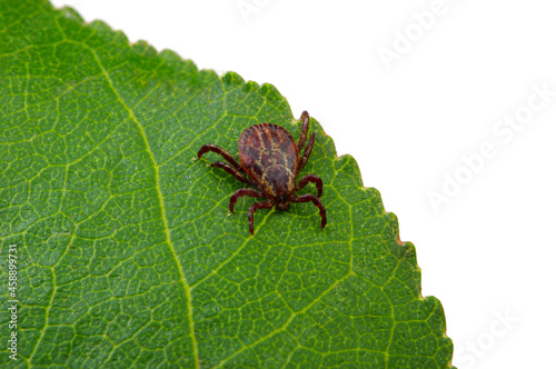 Tick insect sitting on a green leaf