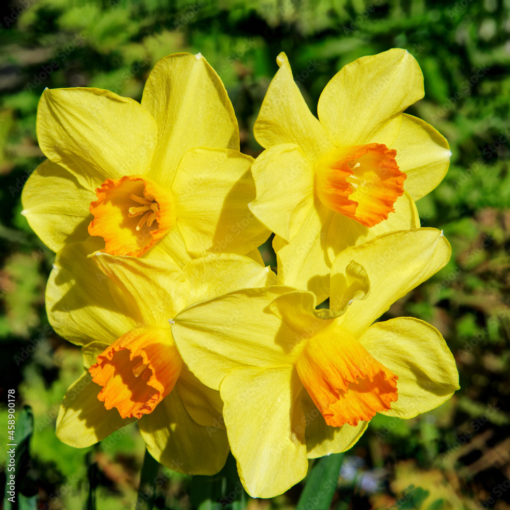A group of 4 daffodils A group of 4 daffodils