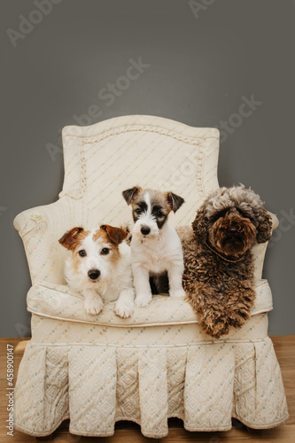 Sticker One new puppy and two dogs sitting on a old sofa