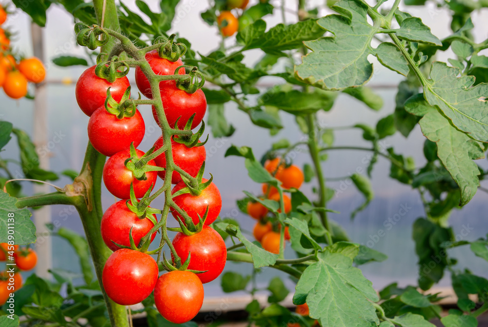 Red ripe cherry tomatoes growing in greenhouse.