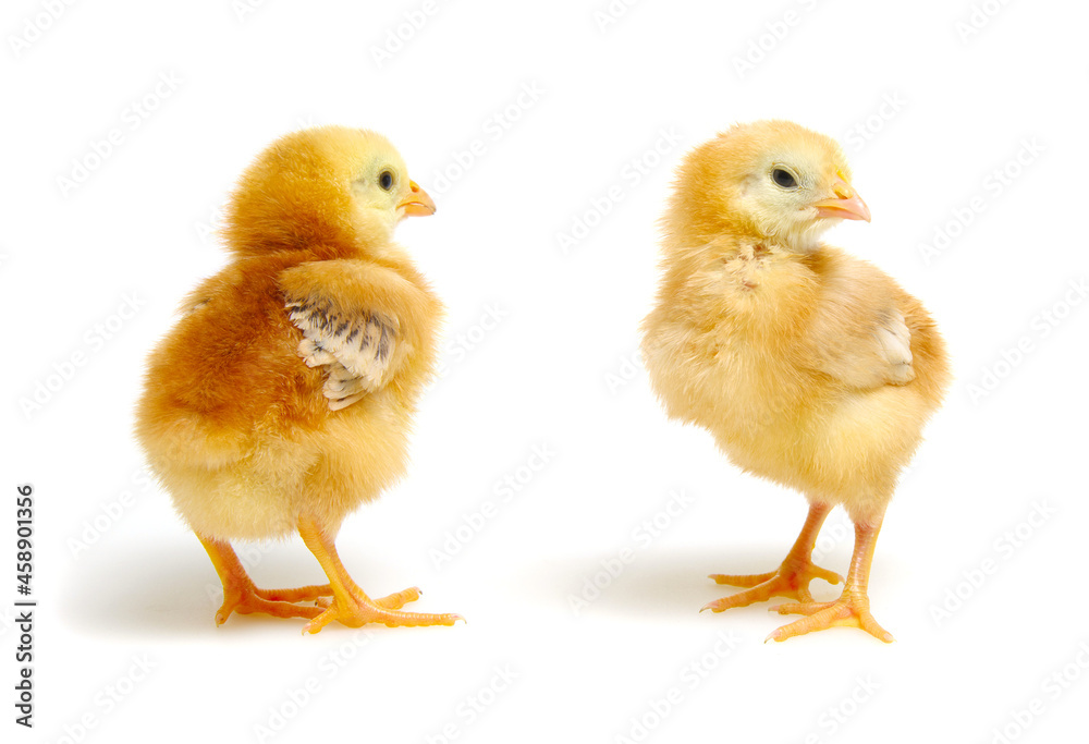  little newborn chickens isolated on white background