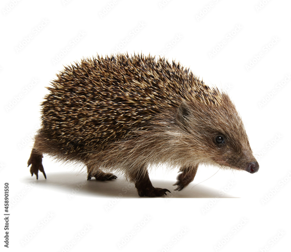 Fototapeta premium Hedgehog isolated on white