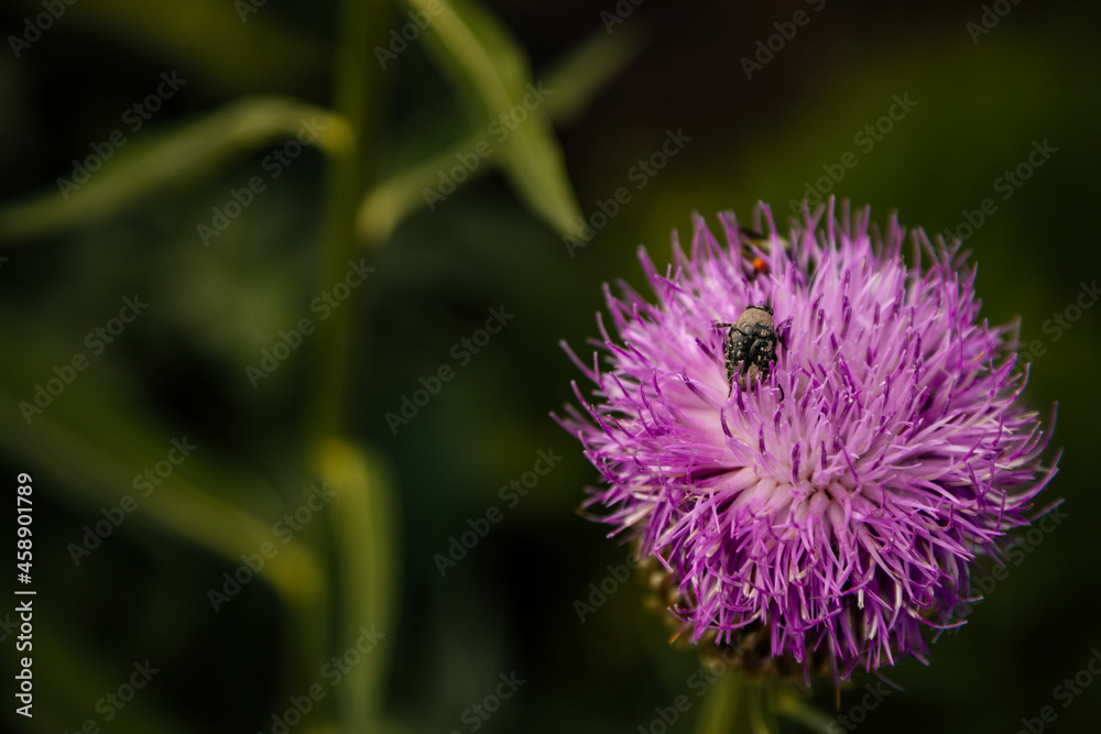 Close up macro of Isolated Beautiful Pink Texas or Scottish Thistle bloom or Cirsium texanum with blurred green background, Kern's Flower Scarabs and bumblebee among the petals at sunny summer day