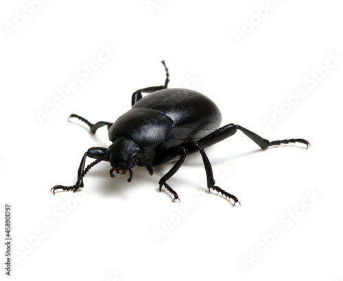 black beetle on white