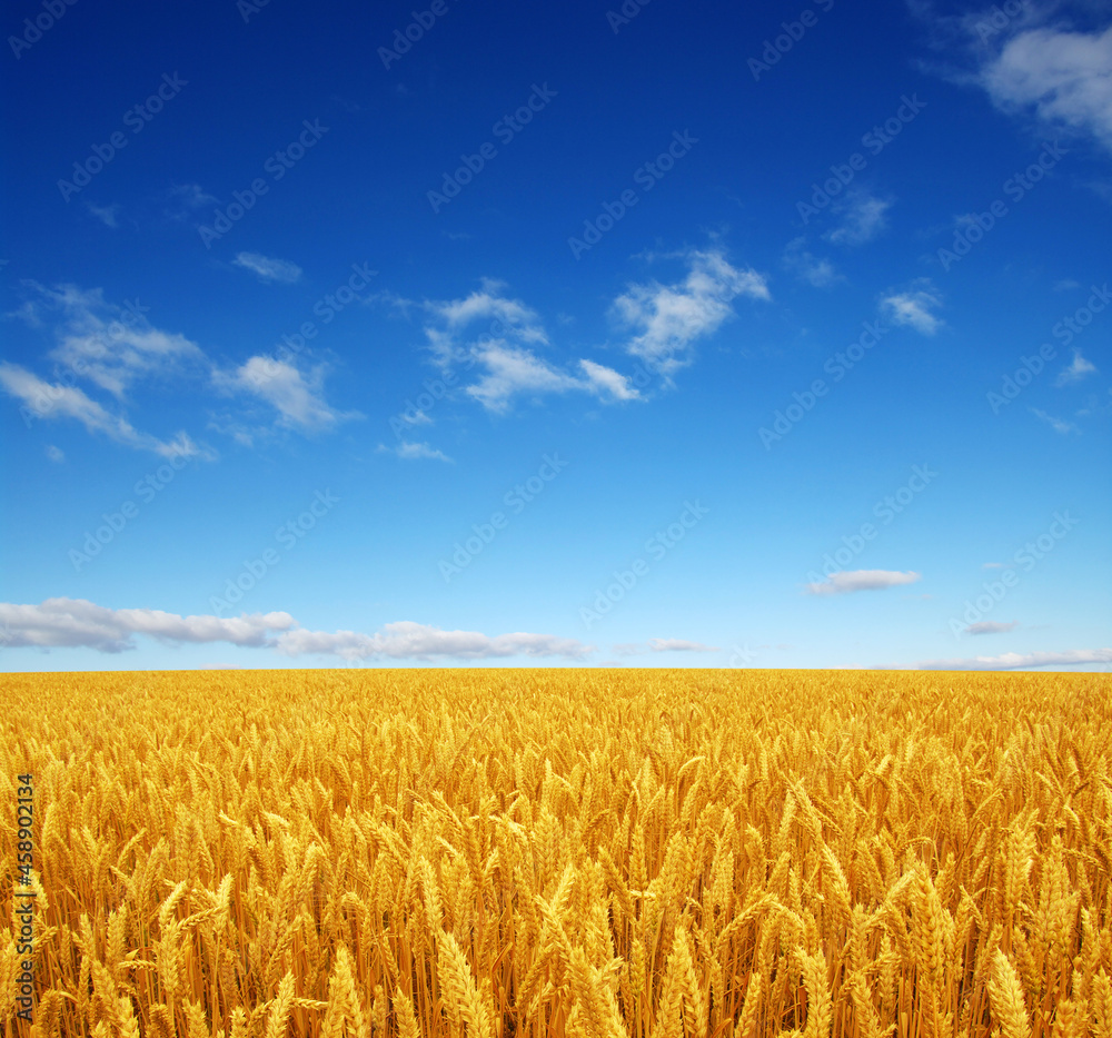 Fototapeta premium wheat field and sky