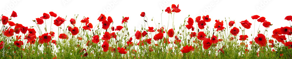 Fototapeta premium Red poppies isolated on white background.