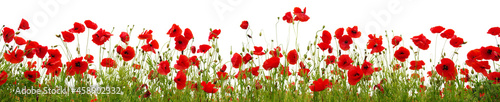Red poppies isolated on white background.