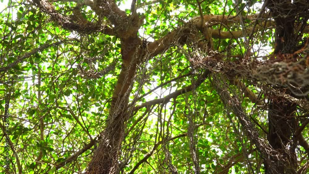 View forward low angle of curtain fig tree, with branches and leaves moved by wind. Real time. Vietnam View forward low angle of curtain fig tree, with branches and leaves moved by wind. Real time. Vietnam