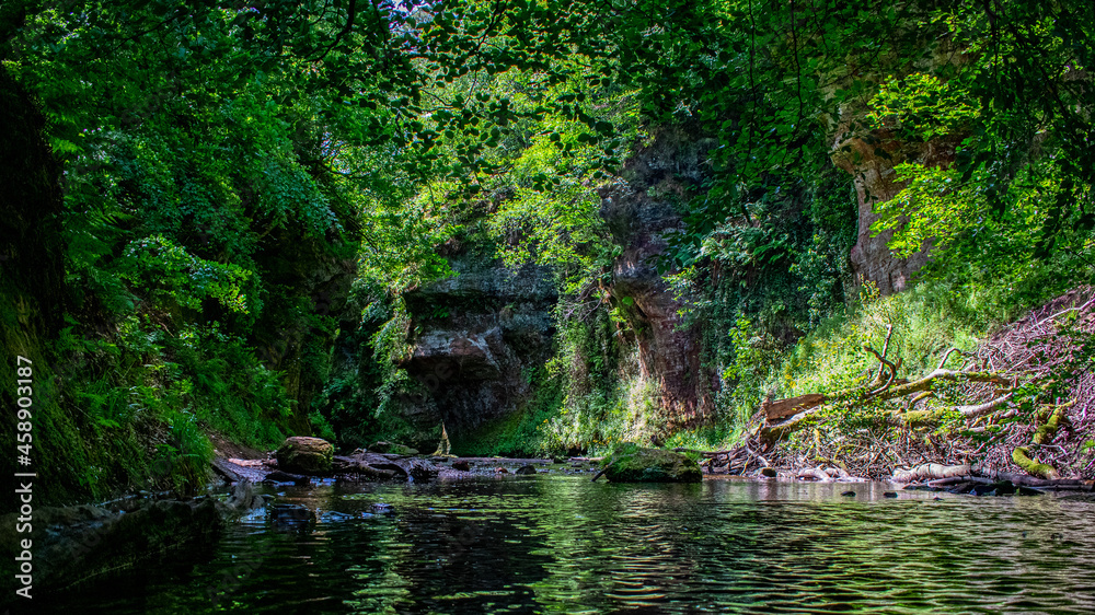 river in the forest river in the forest