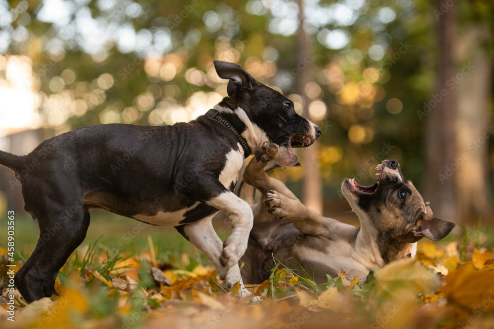 Two puppy of pit bull terrier dogs playing in park. forest background