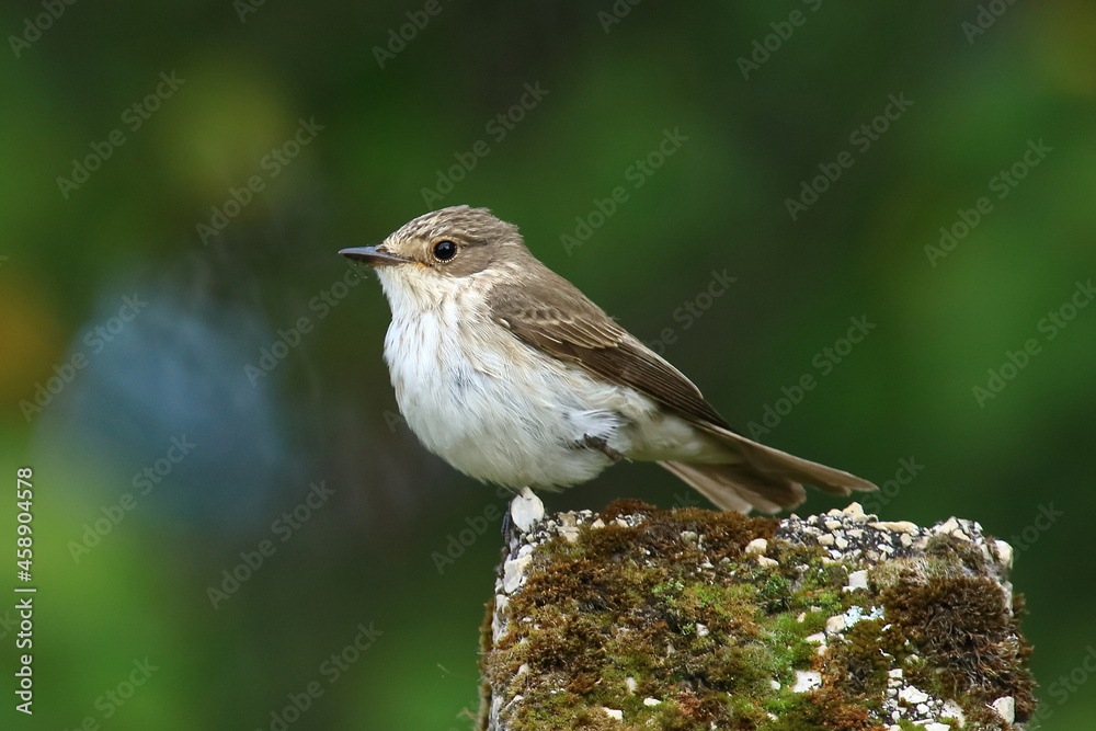 Naklejka premium Spotted flycatcher (Muscicapa striata) on column ii vineyard