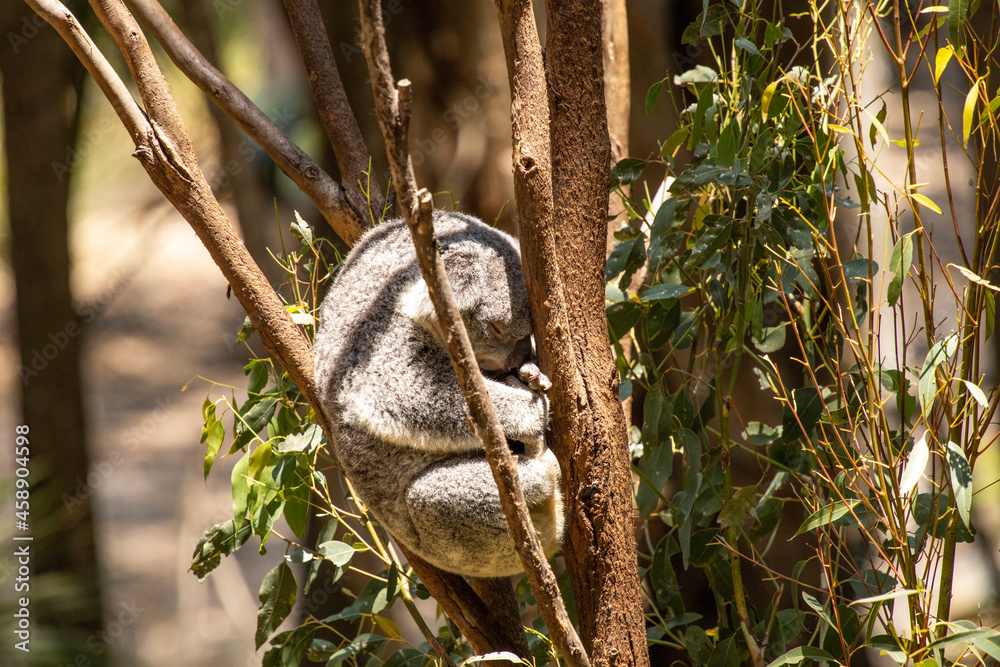 Fototapeta premium koala bear in tree