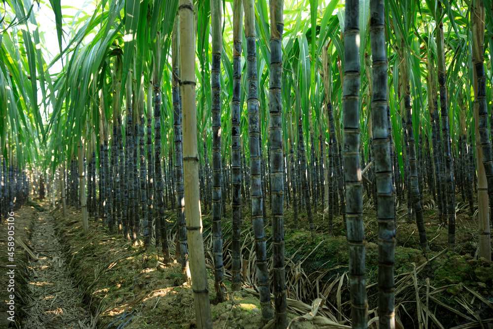 Obraz premium Sugarcane plants growing at field