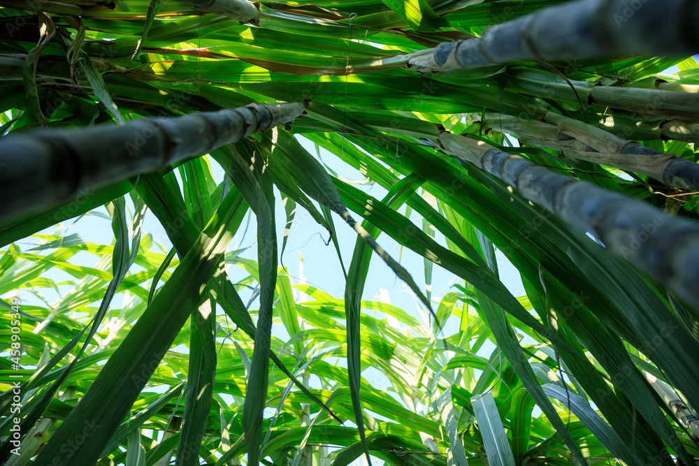 Fototapeta premium Sugarcane plants growing at field