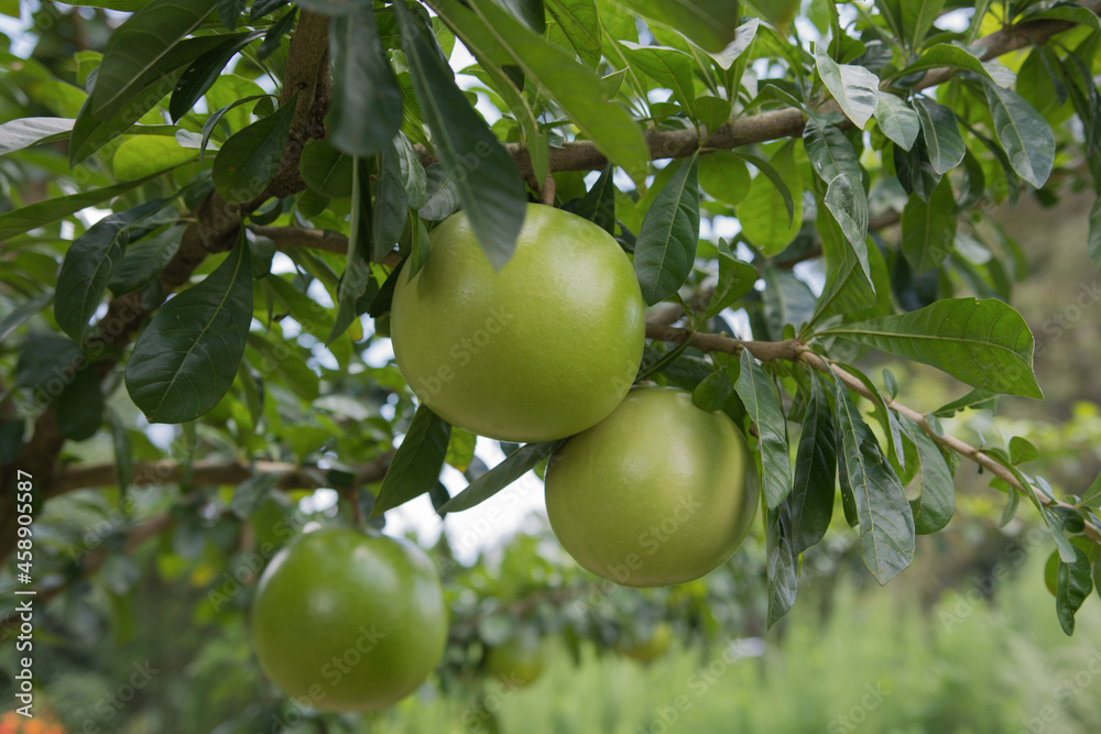 Aegle Marmelos fruit hanging on a tree with a green leaves background. Aegle Marmelos fruit hanging on a tree with a green leaves background.
