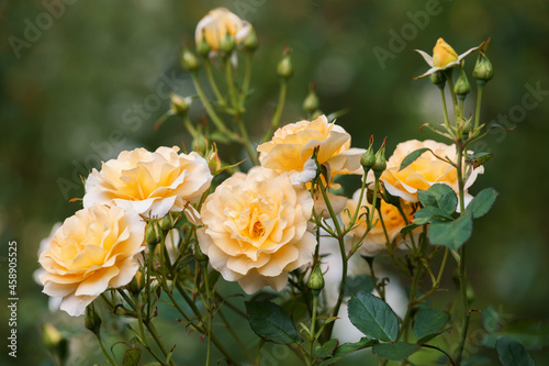 Yellow roses blooming in the garden close up