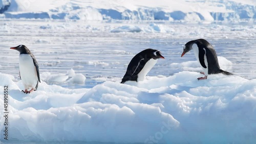 Gentoo Penguins on the ice in Antarctica photo