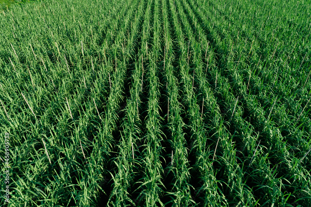 Aerial view of sugarcane plants growing at field Aerial view of sugarcane plants growing at field