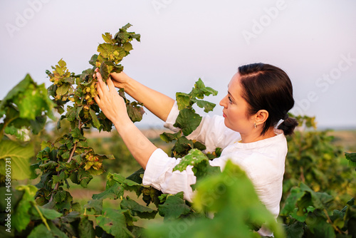 Female farmer entrepreneur using a digital tablet and smartphone to inspecting hazelnut orchard farm. Quality control, examining hazelnut tree plant for agriculture crop or food production industry