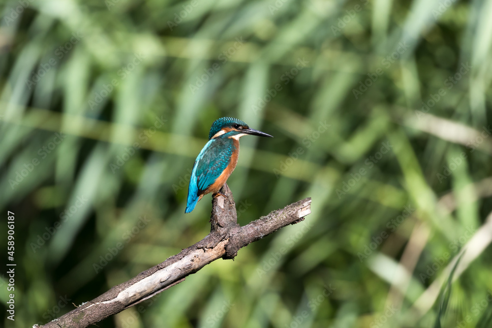 Obraz premium Common Kingfisher Alcedo atthis hunting by the river, beautiful colorful bird sitting on the branch and hunting fish, catching fish
