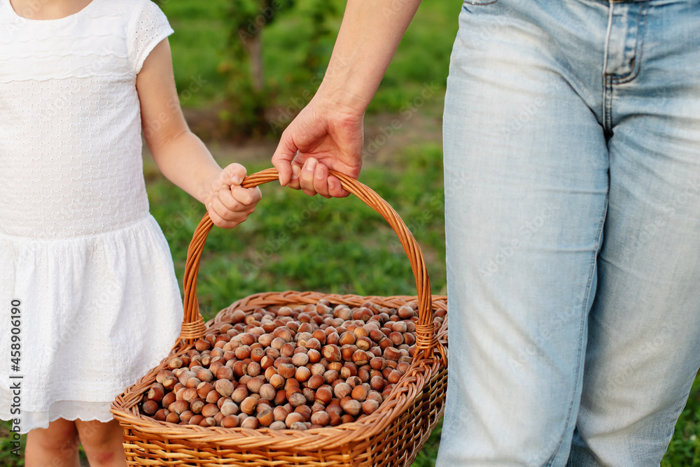 hands holding raw hazelnuts no shell hail fresh on the background of a garden. Hazelnut harvest, farmer, small business entrepreneur