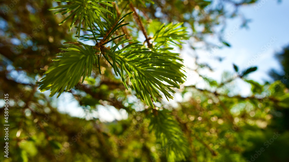 Pine needles and daisies in backlight. Blue Sky and pine forest. Pine needles and daisies in backlight. Blue Sky and pine forest.