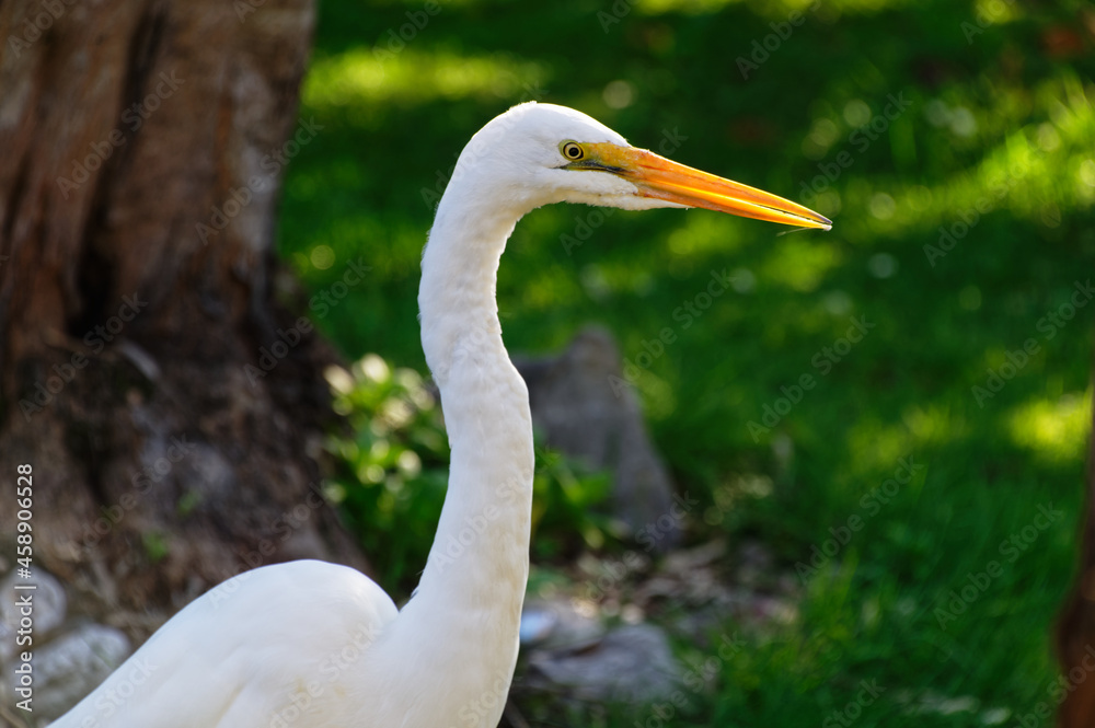 A white heron or kotuku is walking around looking for food. It's beak is backlit by the sun. A white heron or kotuku is walking around looking for food. It's beak is backlit by the sun.