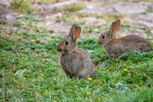 pair of young rabbit kittens out in the meadow