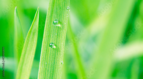 Dew drops on grass in bright green colors in macro and copy space.