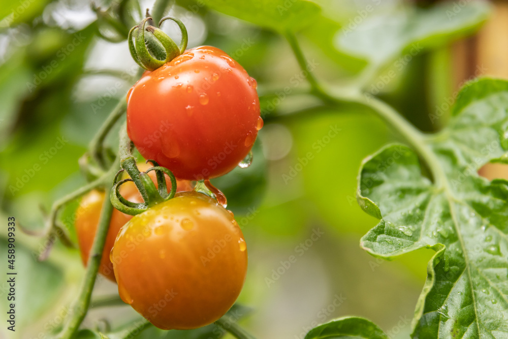 Tomaten im Garten nach dem Regen