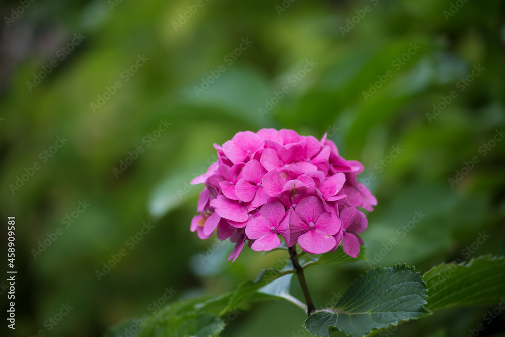 Closeup of pink hortensia a public garden Closeup of pink hortensia a public garden
