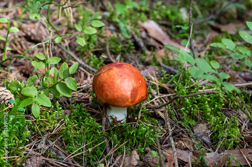 specimen of mushroom bloody brittlegill, Russula sanguinea, Russulaceae. pink edible mushroom in the forest, September