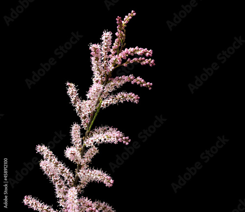 Smallflower Tamarisk tree or Tamarix parviflora photo