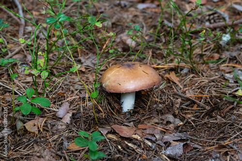 specimen of mushroom bloody brittlegill, Russula sanguinea, Russulaceae. pink edible mushroom in the forest, September