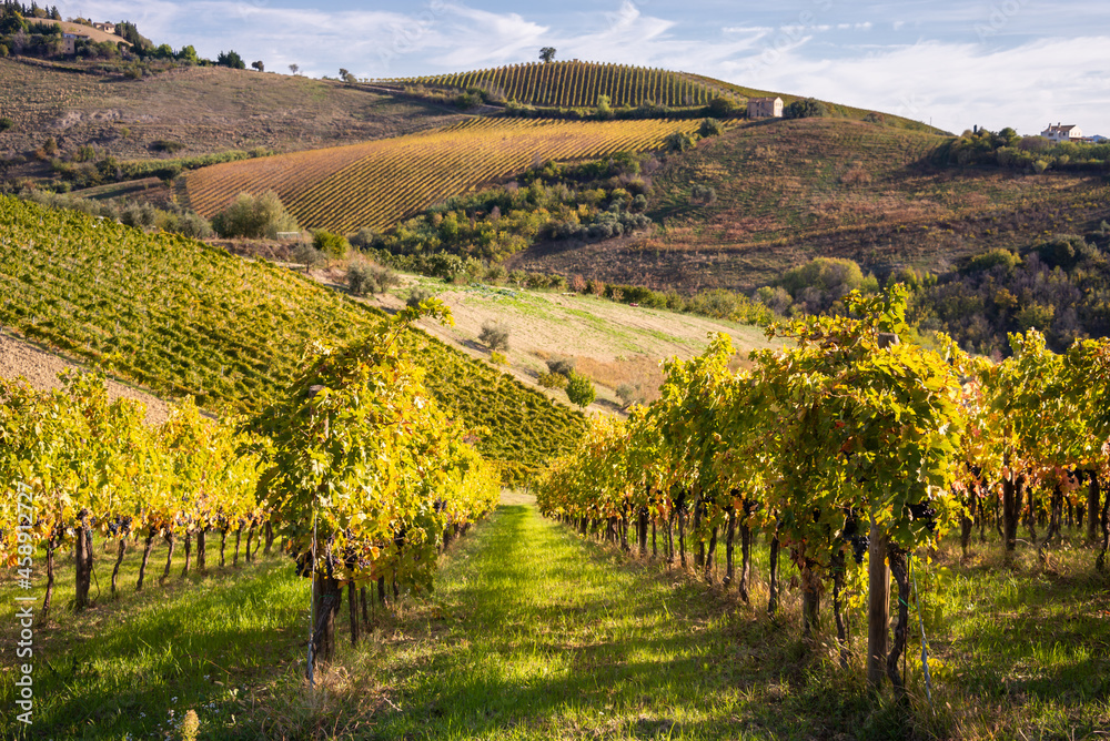Vineyard on hils in countryside, agricultural landscape
