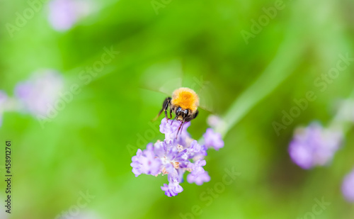 Working bee on lavender flower in summer garden. Natural green background © OLAYOLA