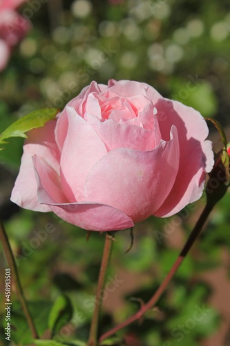 pink rose in garden