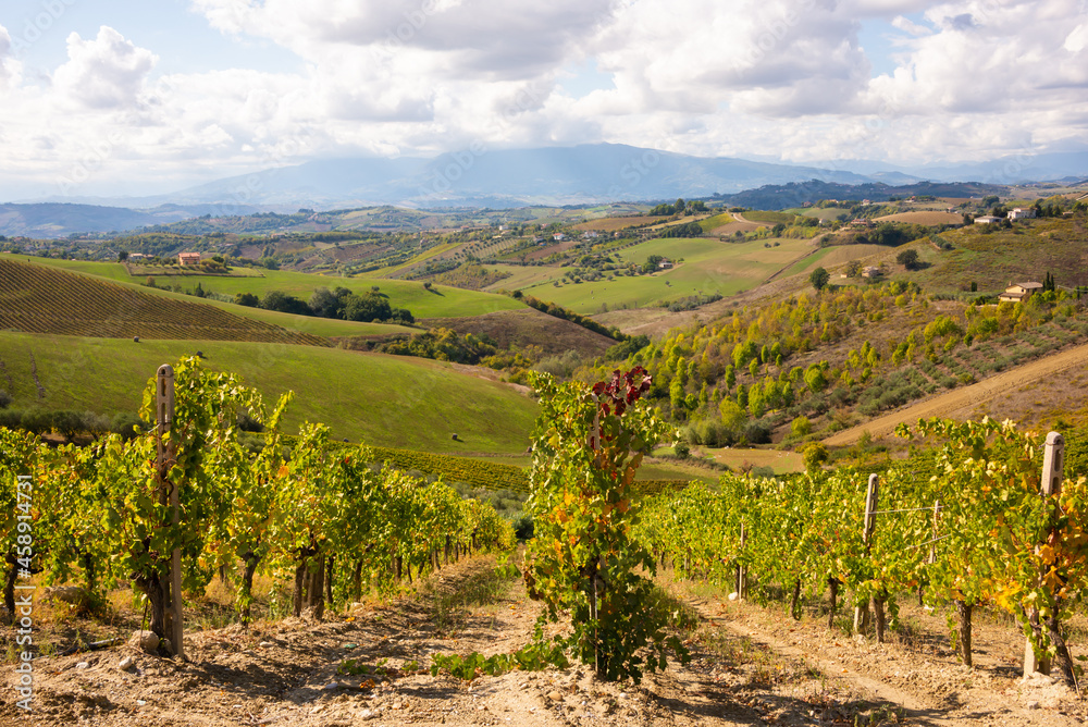 Vineyards and winery among hills, countryside landscape