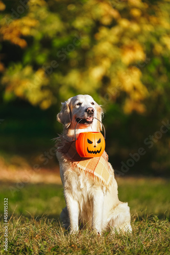 Adorable golden retriever with checkered bandana sits in park on the autumn bush with yellow leaves background and holds a jack o lantern bucket. Dog holds a halloween symbol during golden hour