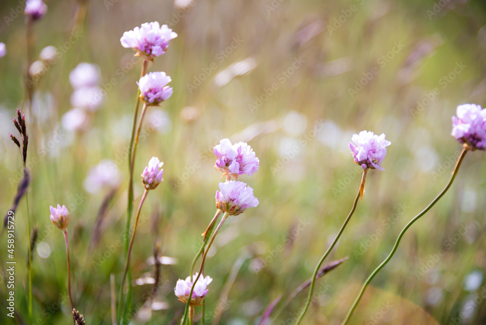 Fototapeta premium Wild flowers in a beautiful summer meadow