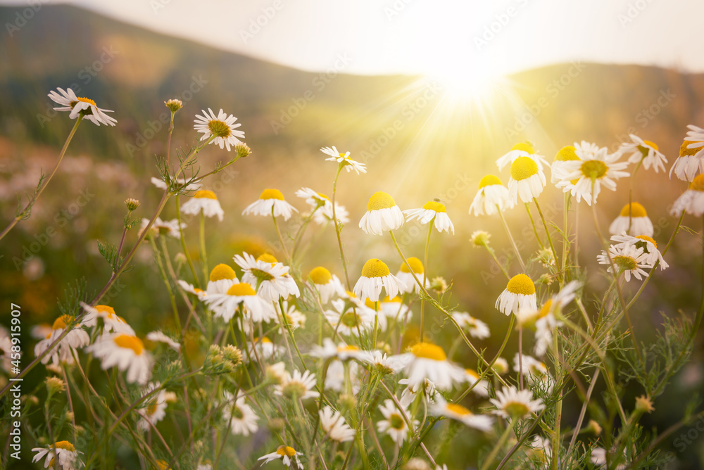 Daisies and other wild flowers in a beautiful summer meadow