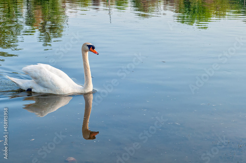 Swan On a river in Serbia. A close up of a Swan in river © nedomacki