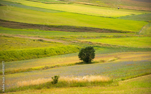 Lone tree among green fields in summer