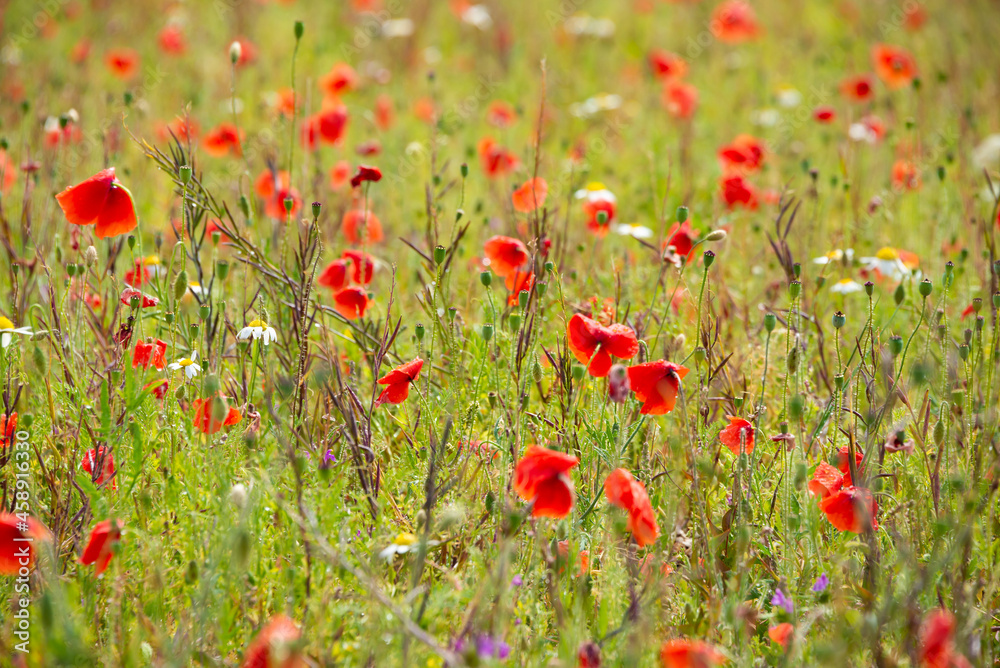 Wild flowers in summer meadow lit by sun