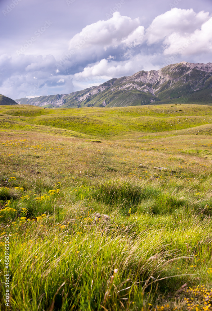 Summer mountain landscape with a green field