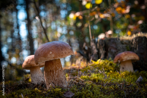 three brown cap mushroom in forest