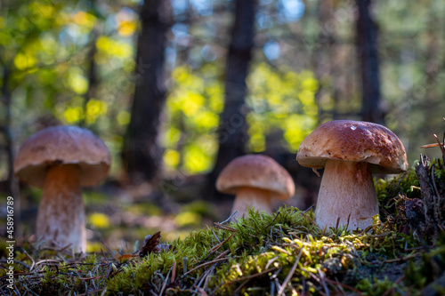 three large brown cap mushroom in forest