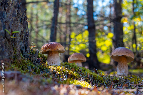 three large brown cap mushroom in wood