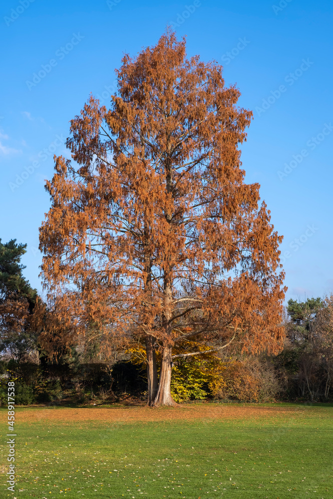 View towards a single free standing tree with withered leaves in a park in autumn View towards a single free standing tree with withered leaves in a park in autumn