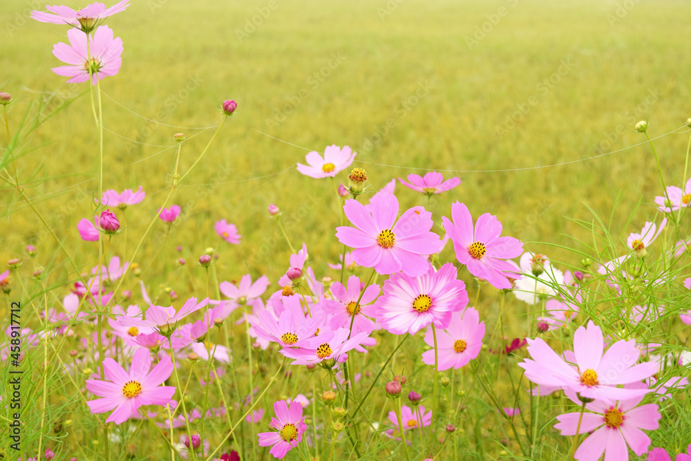 Obraz premium the cosmos flower in the garden